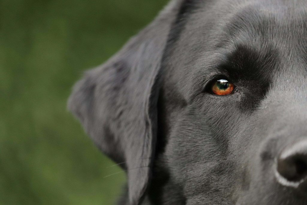 Pitbull Lab or Mix