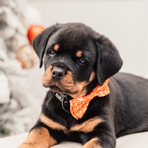 Rottweiler Puppies